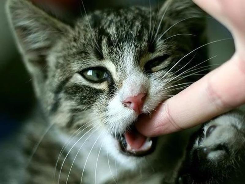 Який вигляд має хвороба котячих подряпин?
