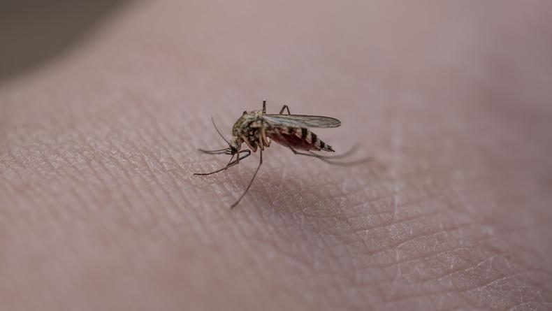 Укусы комаров: как защититься и что делать если вас укусил комар