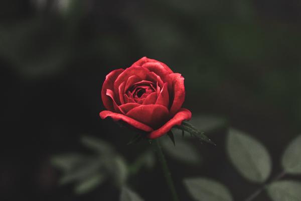 Чем удобрять розы; фото: pixabay.com