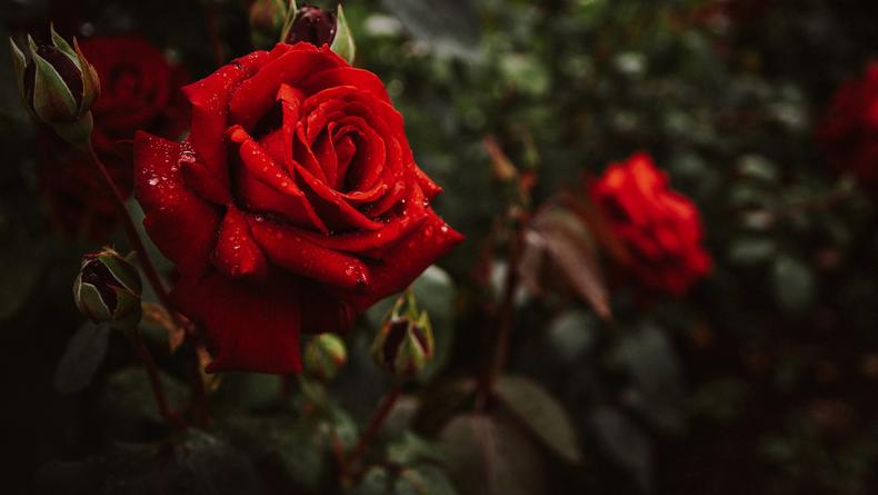 Як правильно вирощувати, удобрювати та поливати троянди для пишного цвітіння