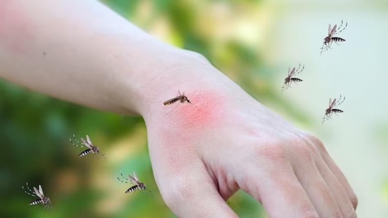 Мыло или чеснок? Какие народных средства отпугивают комаров