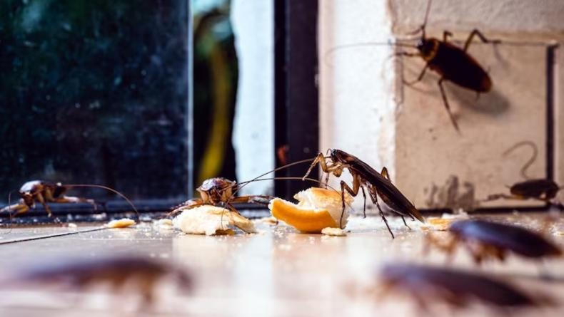 Как избавиться от тараканов в квартире: проверенные способы