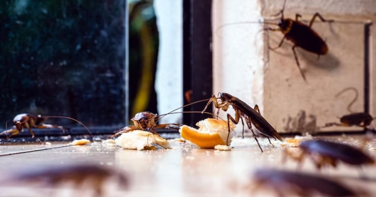 Избавиться от тараканов в квартире - 5 простых способов