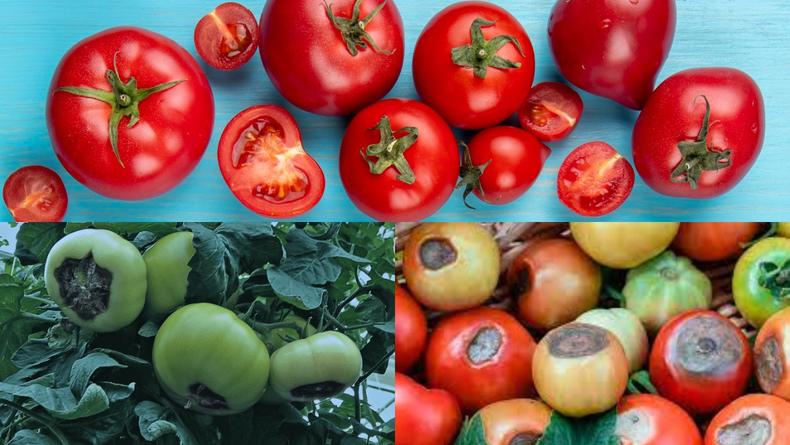 Вершинная гниль томатов: причины и как предотвратить