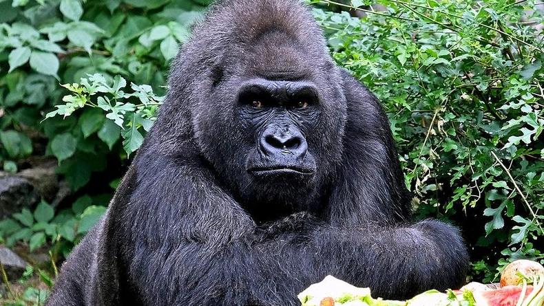 "Почти 90": в Киевском зоопарке отмечают день рождения гориллы Тони – фото