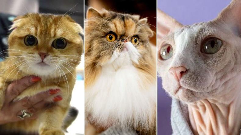 Найдорожчі кішки у світі: чим відрізняються й приваблюють різні породи
