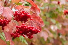 Калина от простуды и кашля: помогает ли в действительности?