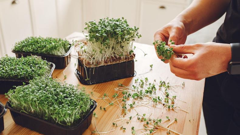 Как выращивать микрозелень на подоконнике: полезные советы