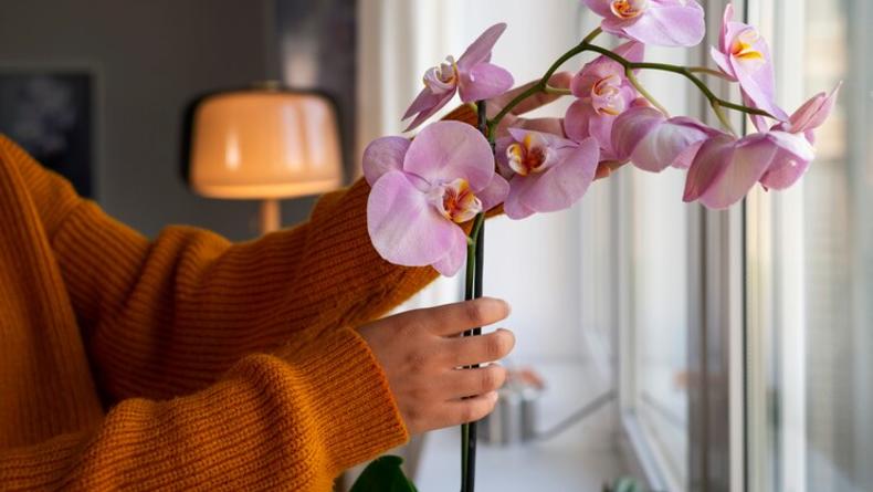 Как и чем поливать орхидеи, чтобы они зацвели