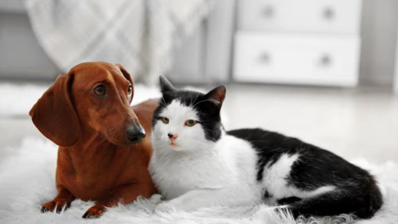 Как защитить домашних животных от клещей и блох: советы ветеринаров