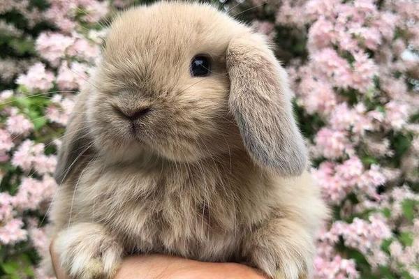 Як допомогти улюбленцю в спекотну погоду?